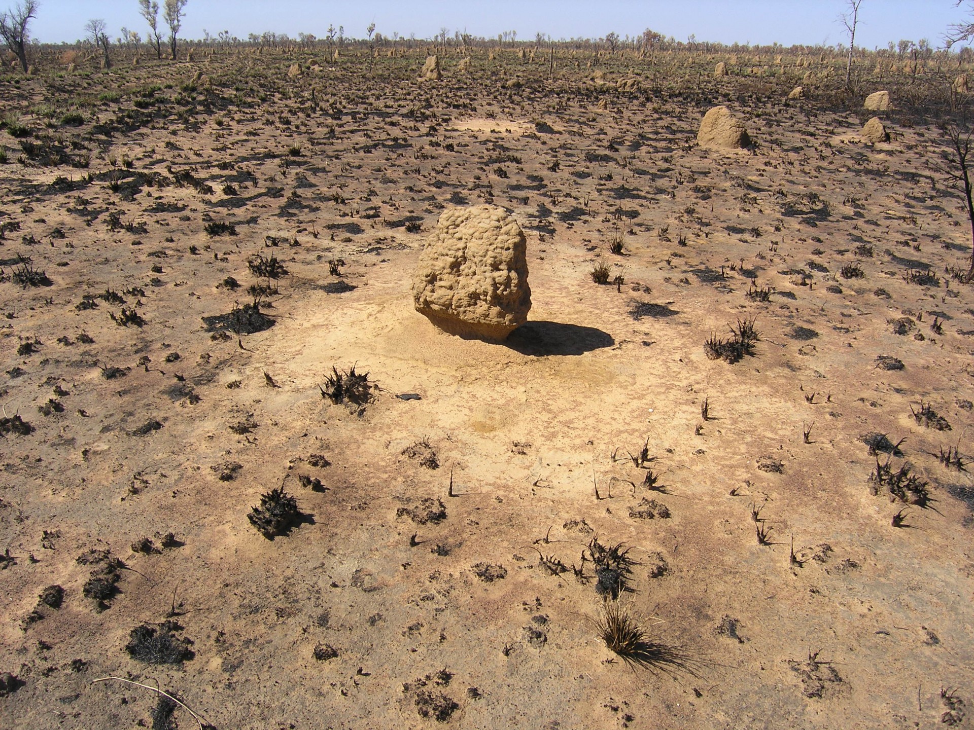 Termite mounds
