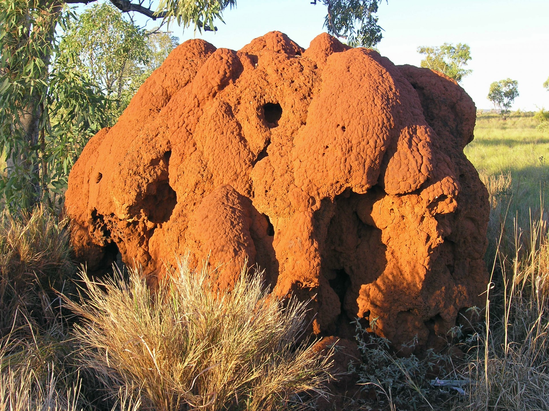 Large termite mound