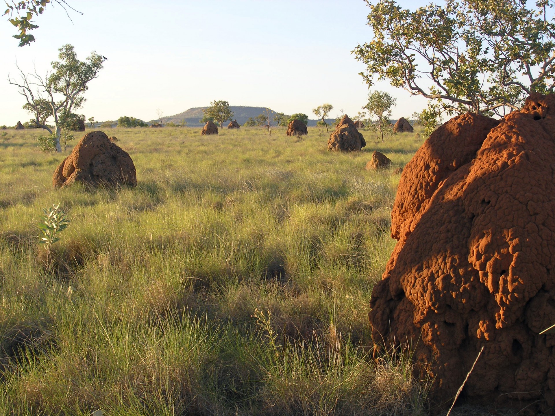 Termite field