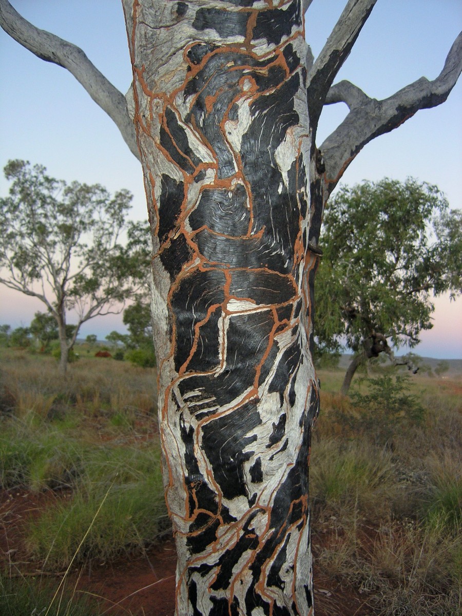 Termite tree